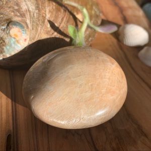 Peach Moonstone Palm ✨🍑✨🧡